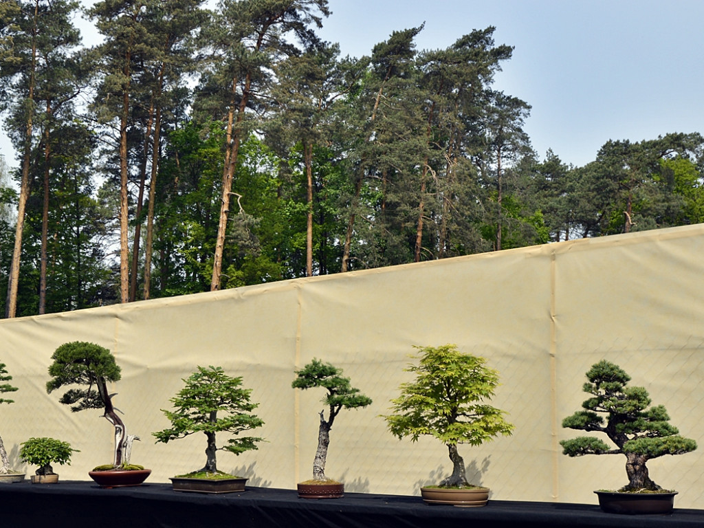 Ogrody kwitną z Nadleśnictwem Płońsk [FOTO]