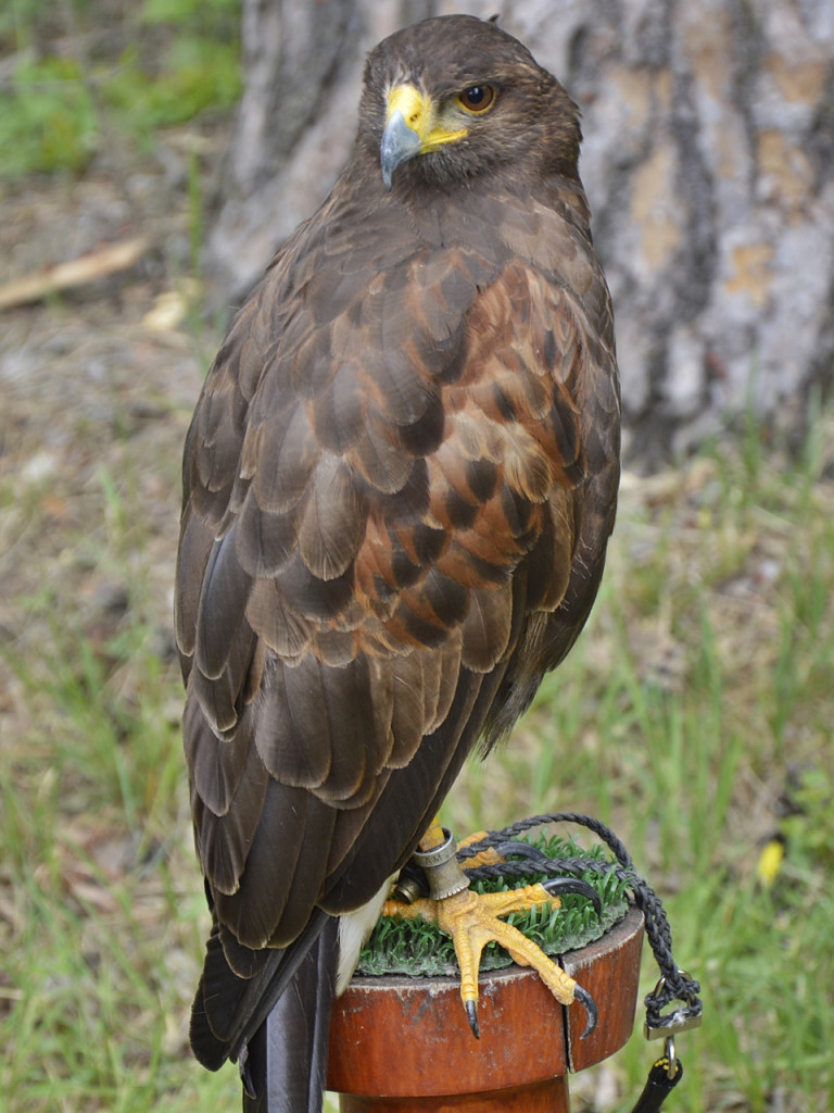 Ogrody kwitną z Nadleśnictwem Płońsk [FOTO]