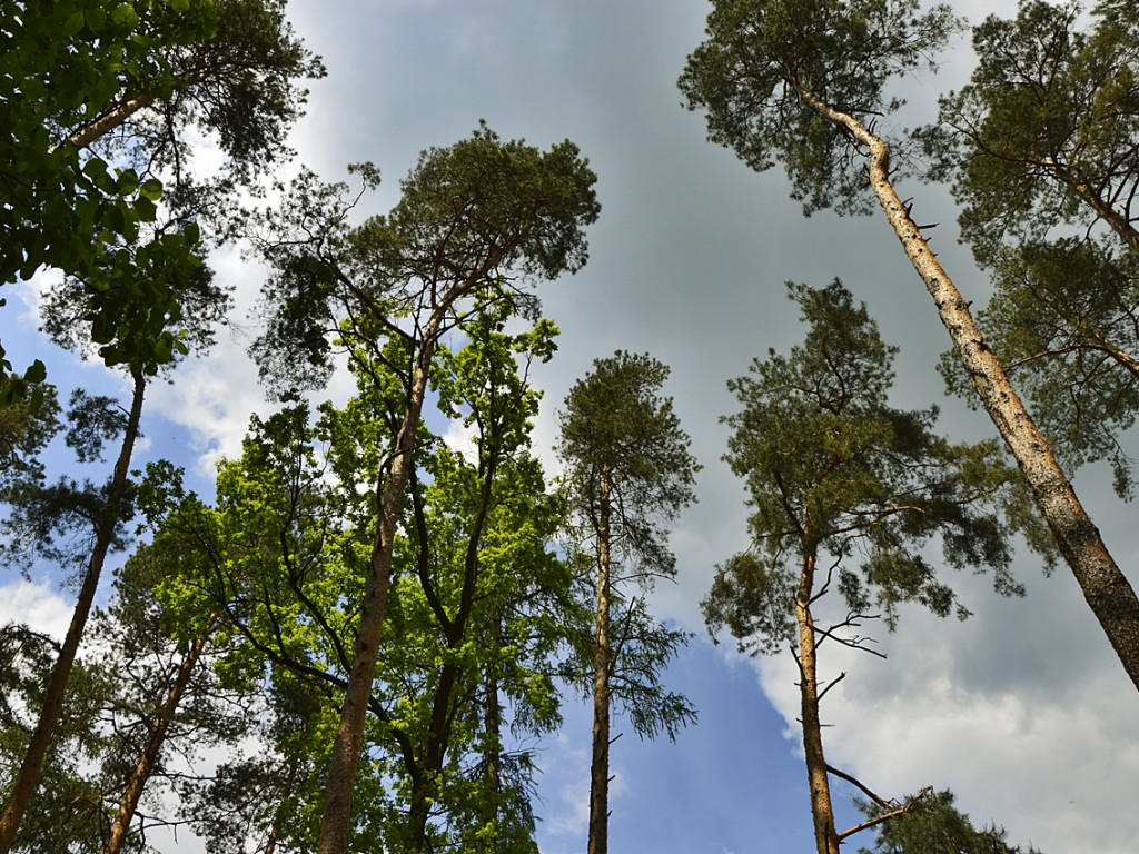 Ogrody kwitną z Nadleśnictwem Płońsk [FOTO]