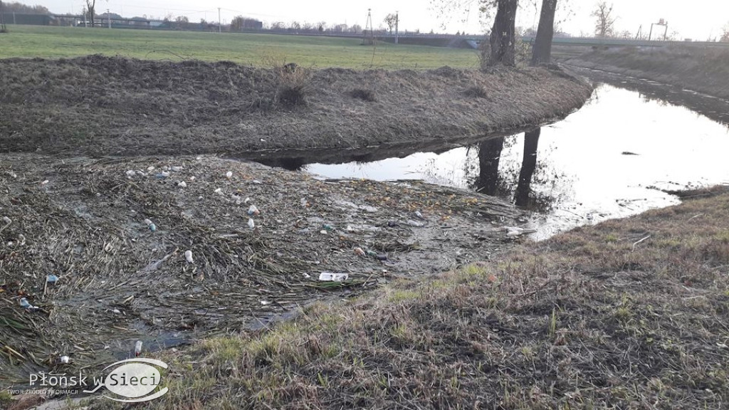 Obraz Płonki coraz bardziej zatrważający