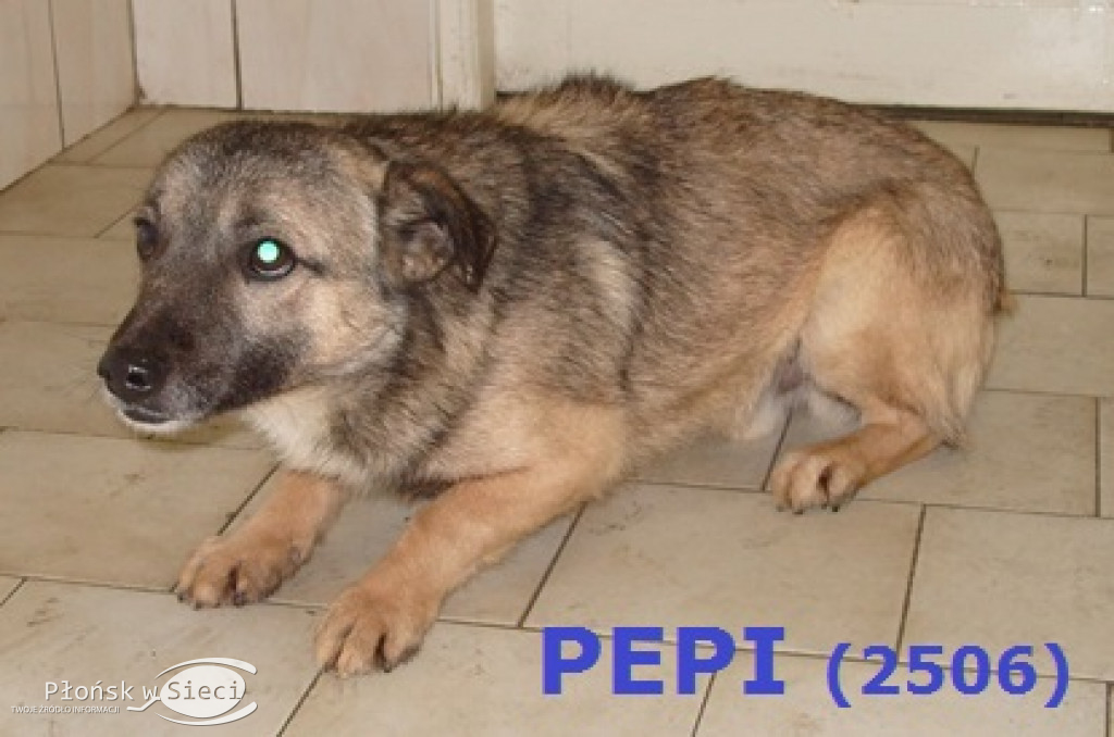 Te pieski czekają na Was w Pawłowie