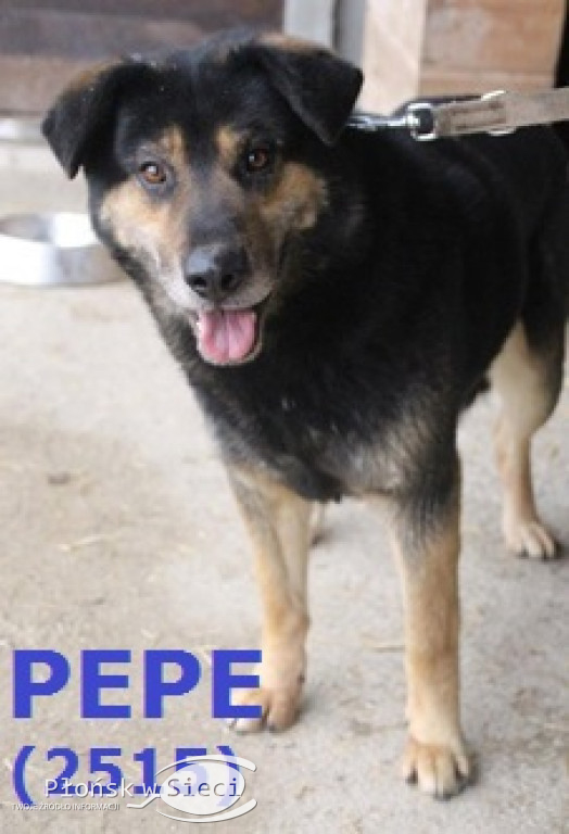 Te pieski czekają na Was w Pawłowie