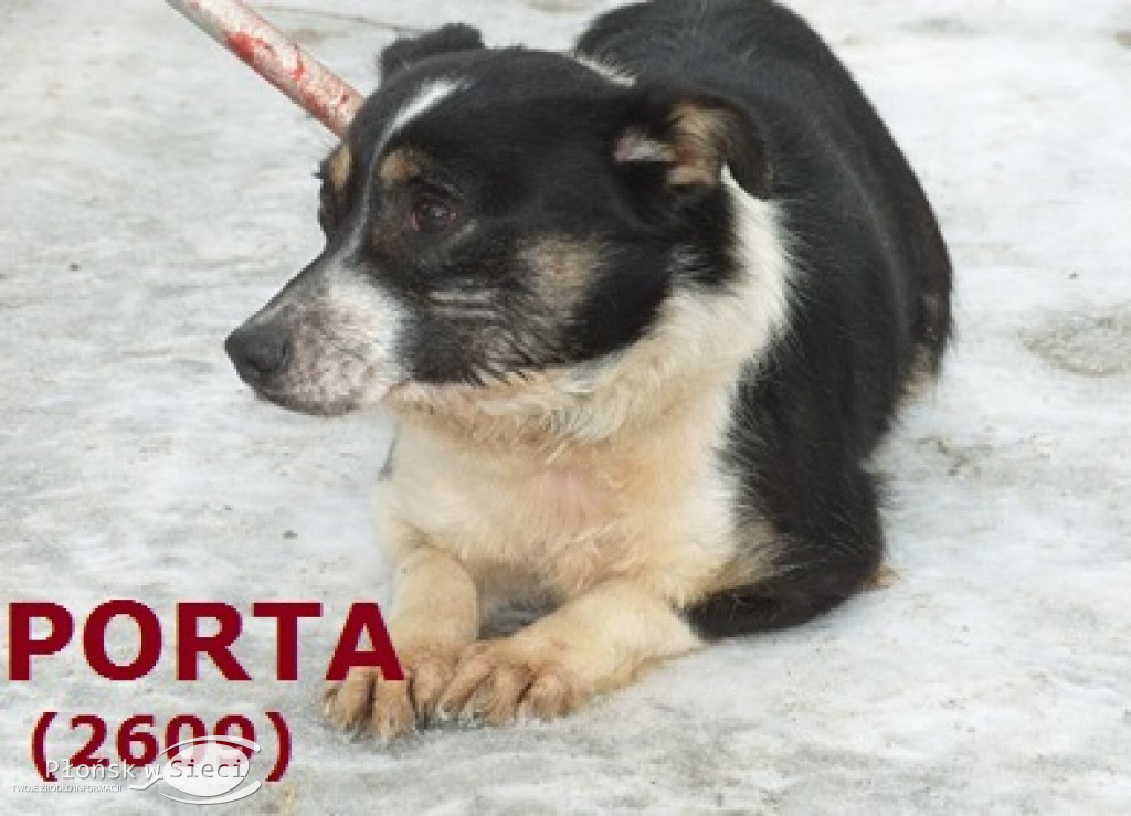 Te pieski czekają na Was w Pawłowie