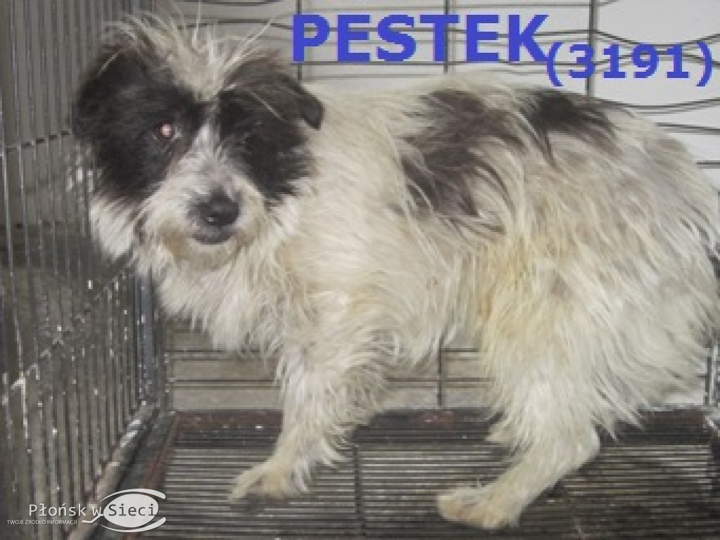 Te pieski czekają na Was w Pawłowie