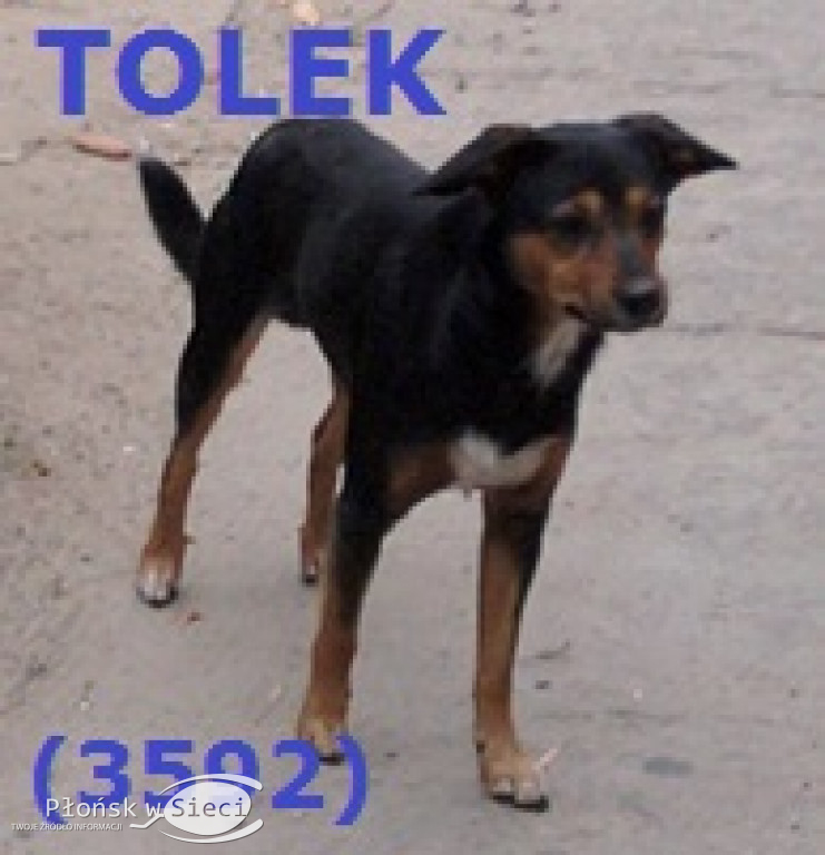 Te pieski czekają na Was w Pawłowie