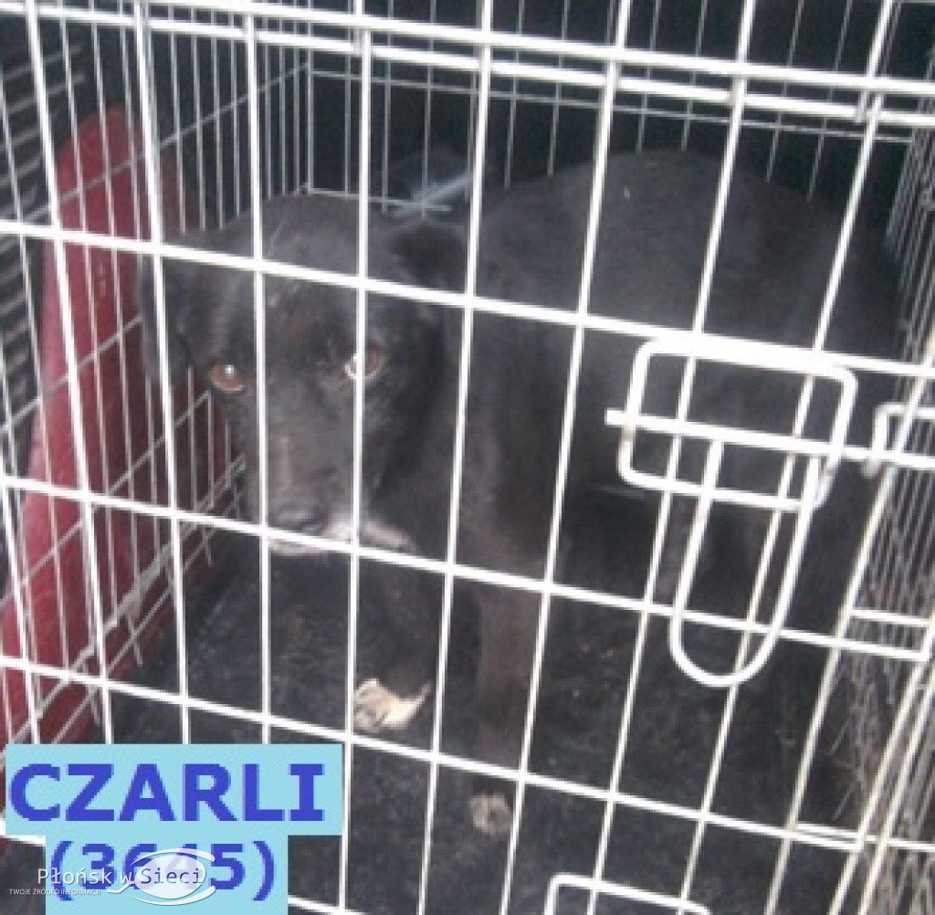 Te pieski czekają na Was w Pawłowie
