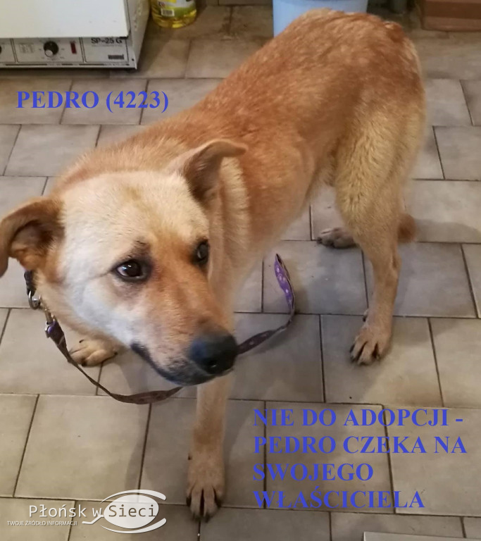 Te pieski czekają na Was w Pawłowie