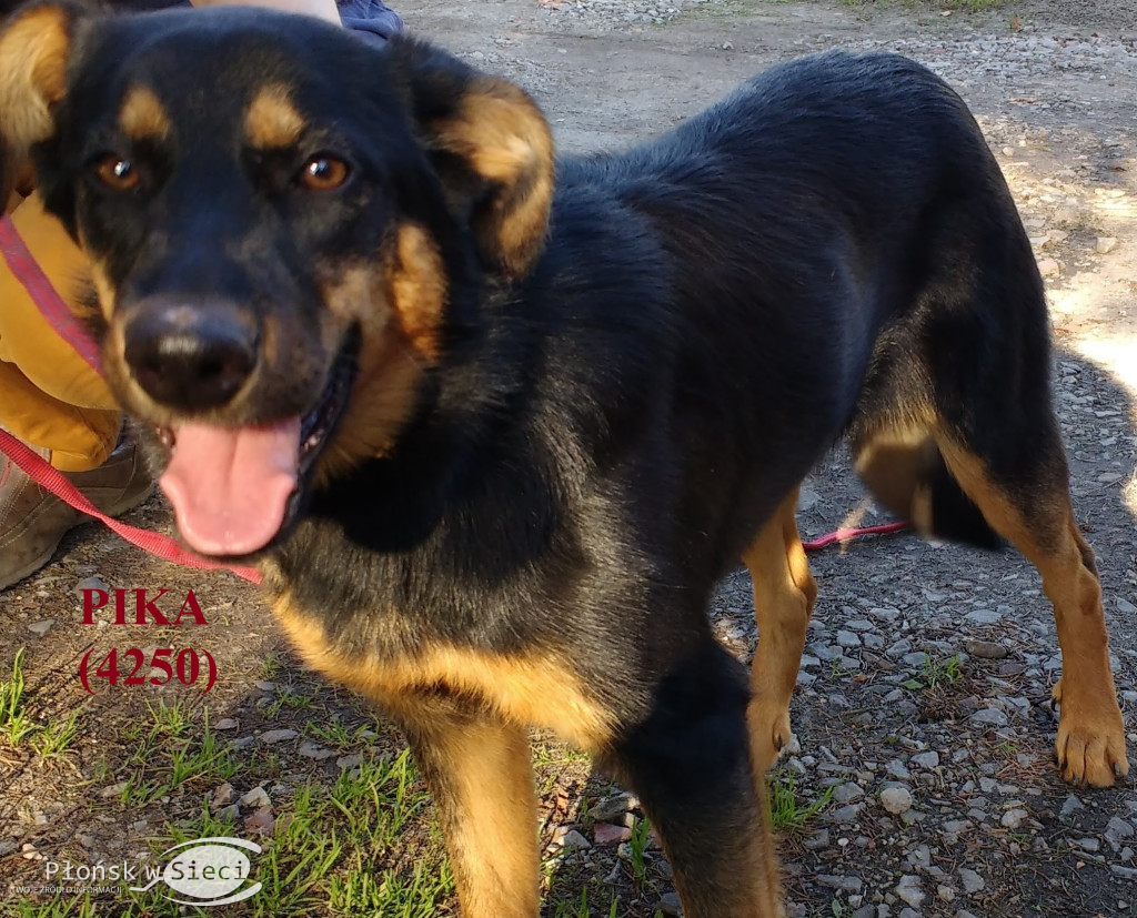 Te pieski czekają na Was w Pawłowie