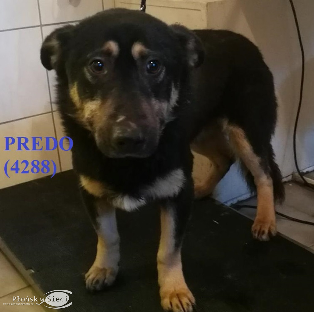 Te pieski czekają na Was w Pawłowie