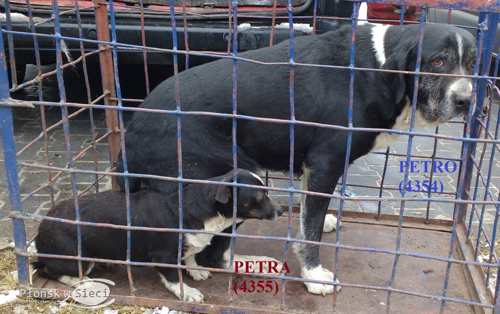 Te pieski czekają na Was w Pawłowie