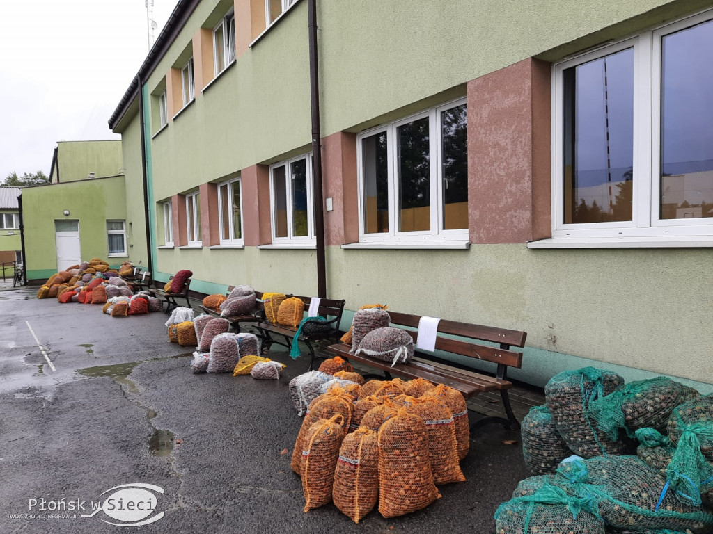 Akcja zbierania kasztanów w Szczytnie