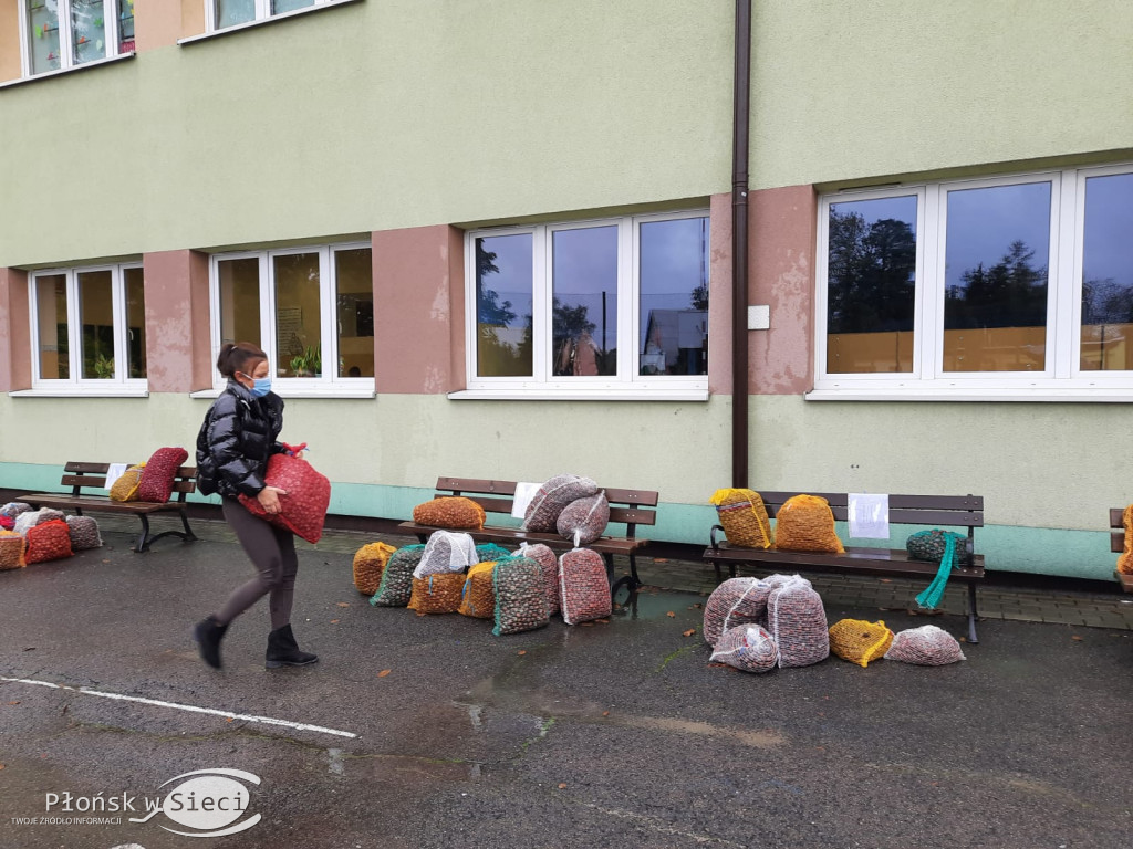 Akcja zbierania kasztanów w Szczytnie