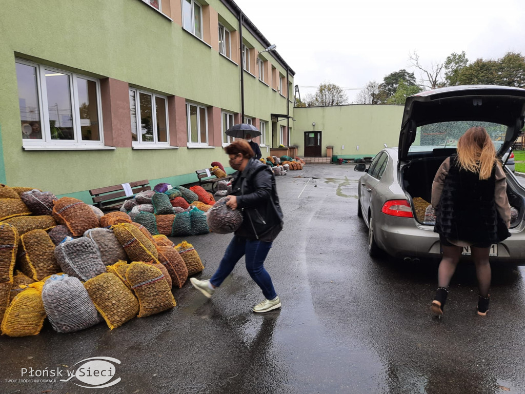 Akcja zbierania kasztanów w Szczytnie