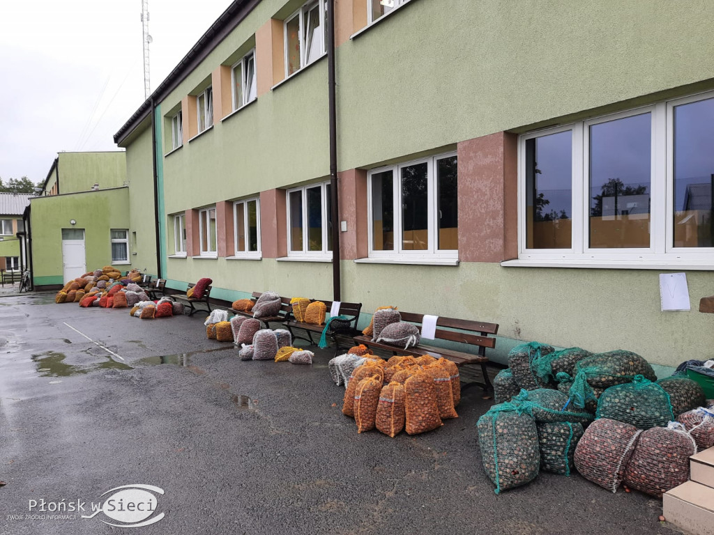 Akcja zbierania kasztanów w Szczytnie