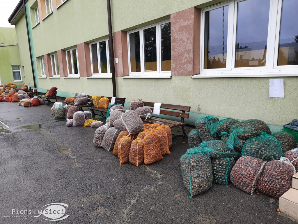 Akcja zbierania kasztanów w Szczytnie