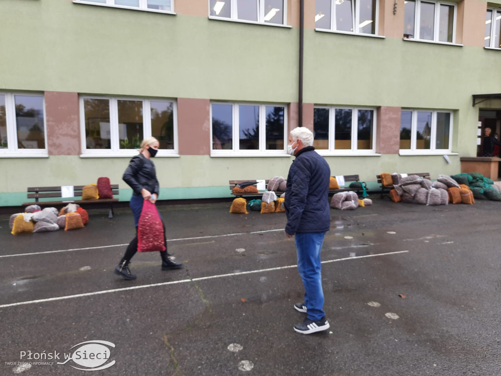 Akcja zbierania kasztanów w Szczytnie