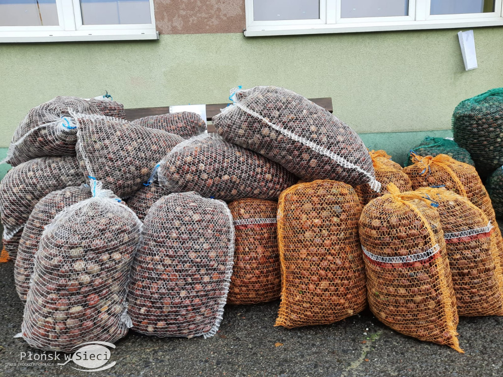 Akcja zbierania kasztanów w Szczytnie