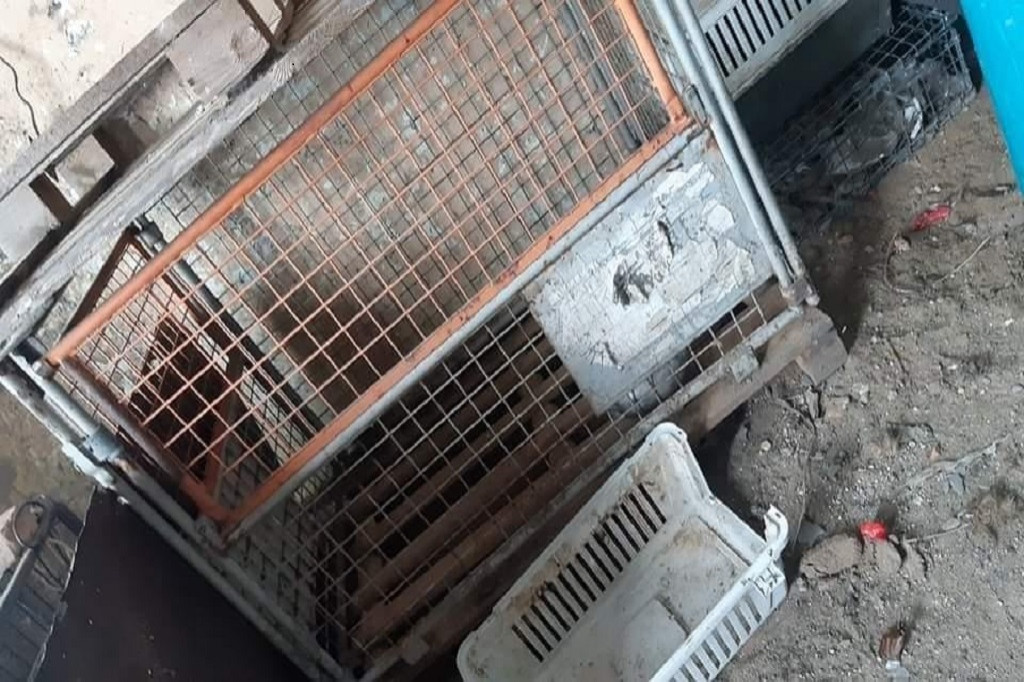 Szczątki psów w workach na śmieci!