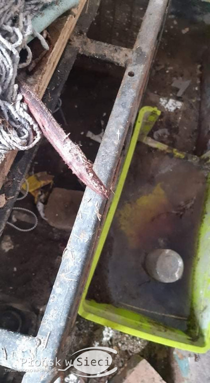 Szczątki psów w workach na śmieci!