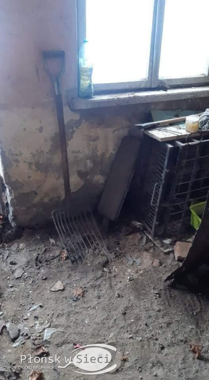 Szczątki psów w workach na śmieci!