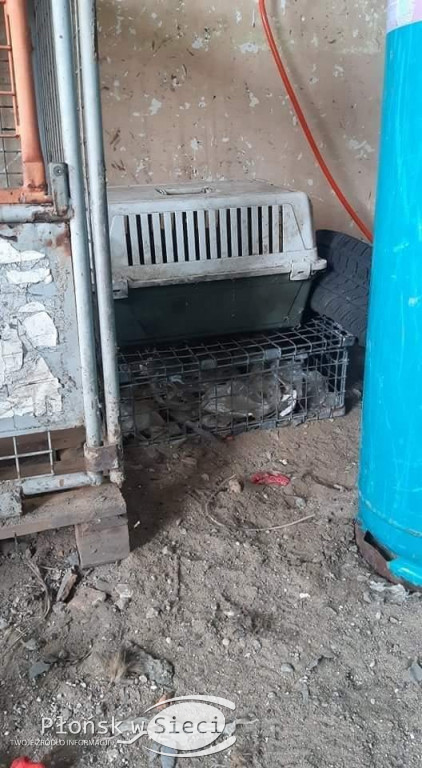 Szczątki psów w workach na śmieci!