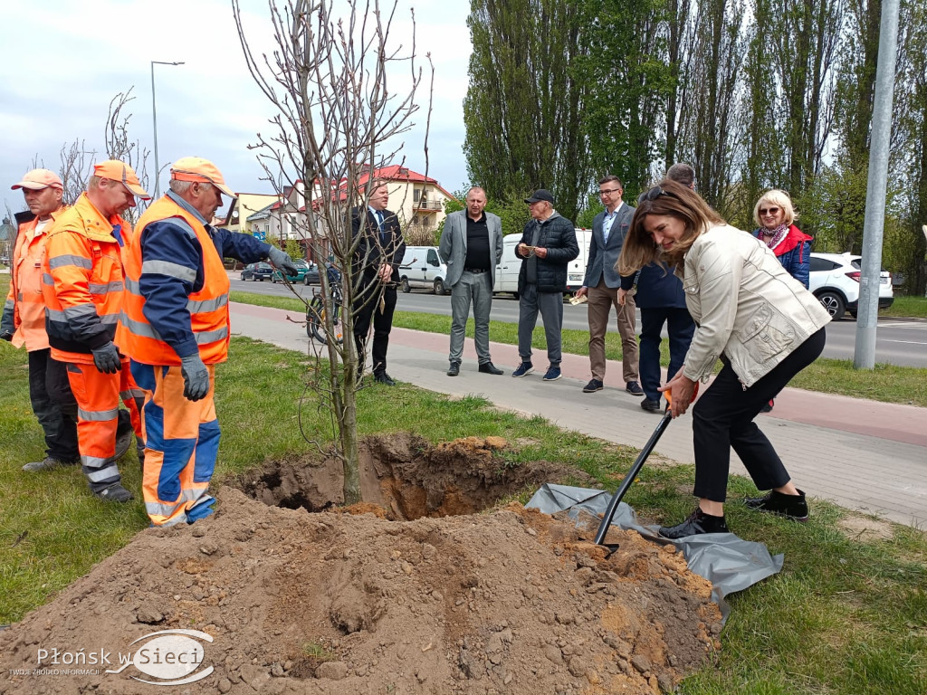 25 dębów przy ulicy Kopernika