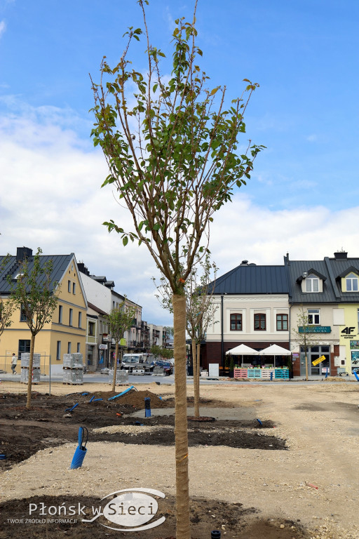 Nowe drzewa na miejskim rynku