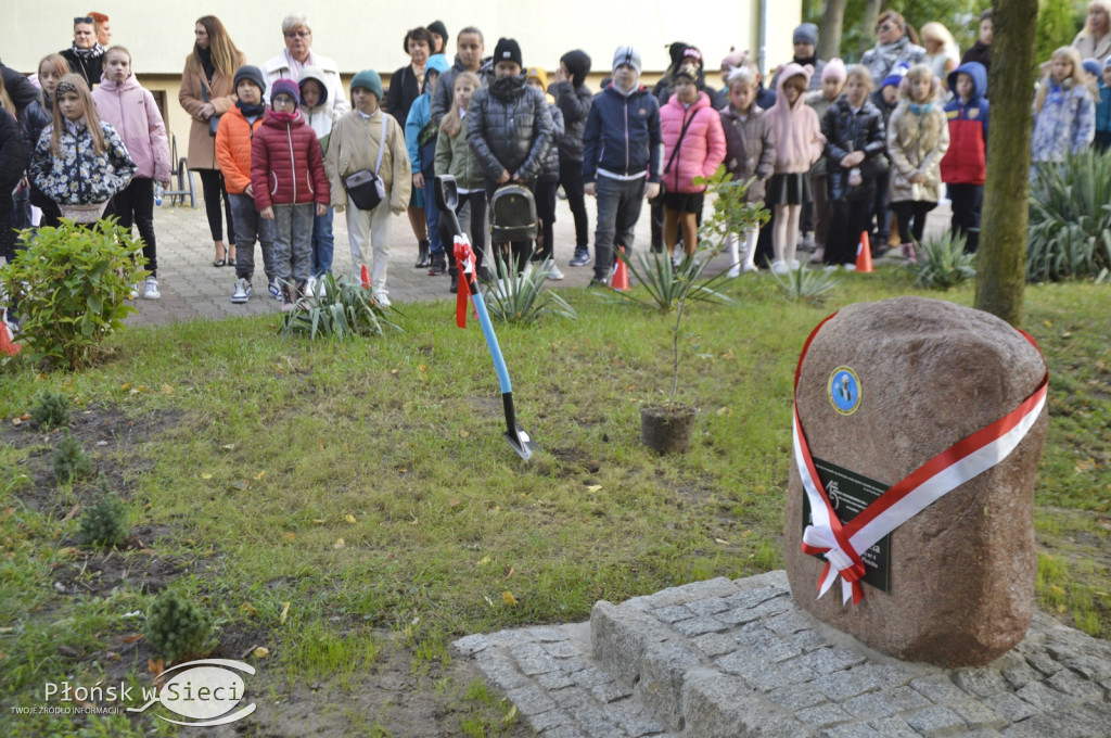 45 lat płońskiej ''czwórki'' - dąb i tablica