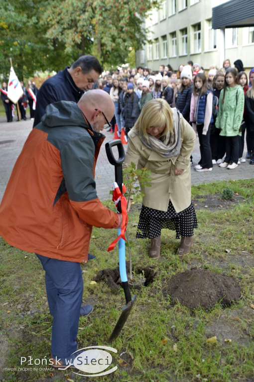 45 lat płońskiej ''czwórki'' - dąb i tablica