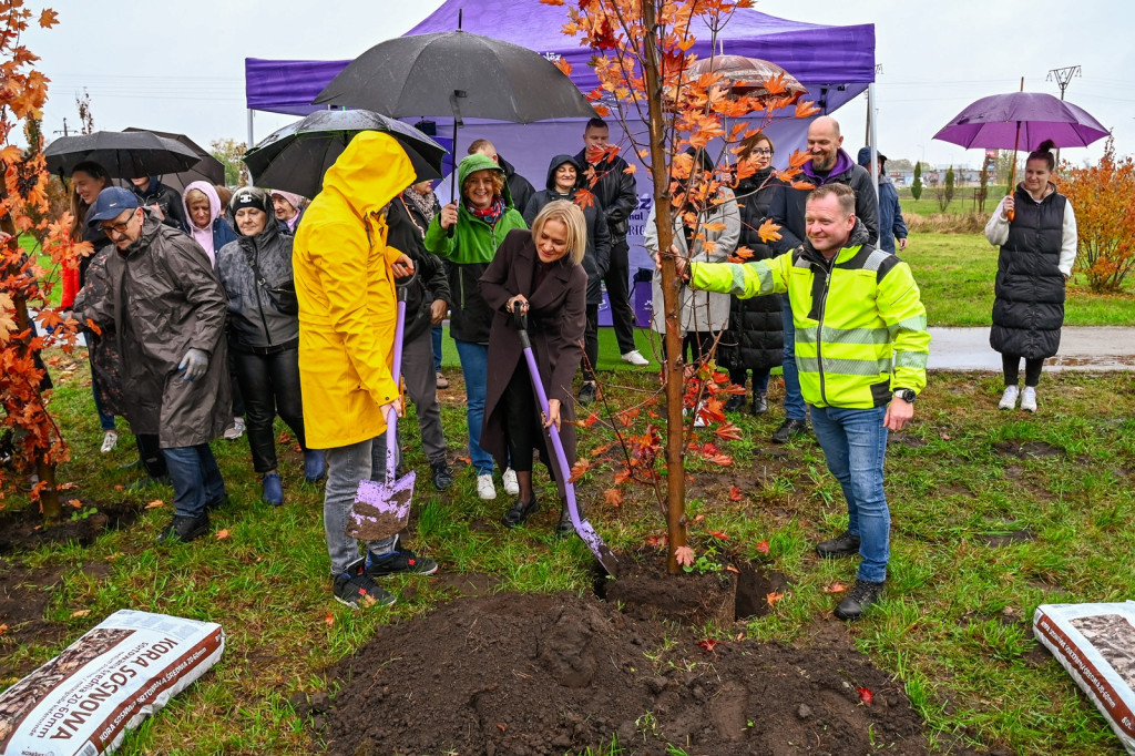 50 nowych drzew w Płońsku