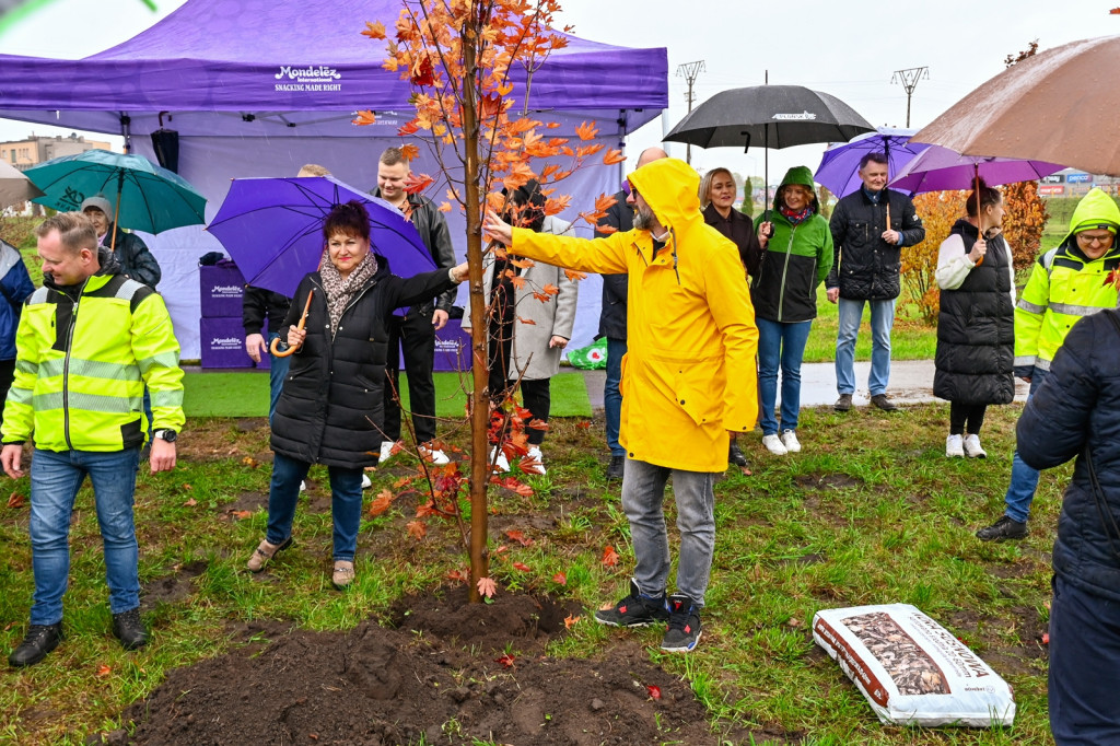 50 nowych drzew w Płońsku
