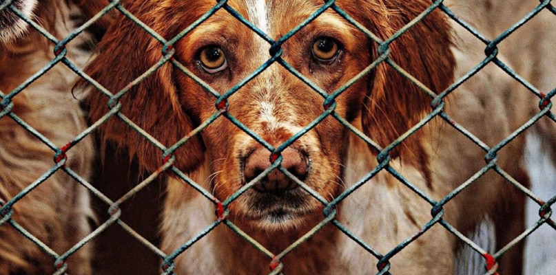 Czy banery wyborcze nadają się psu na budę...?