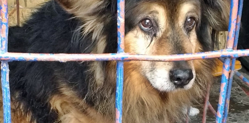 Pieski (na zdjęciu Pery) znalezione w Płońsku czekają na nowych właścicieli w schronisku w Pawłowie