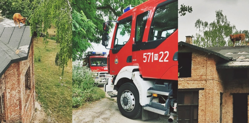 Zbitka zdjęć z dzisiejszej akcji strażaków-ochotników z Sochocina w Niewikli i krowa stąpająca po dachu [Foto: OSP Sochocin]