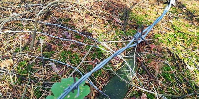 Na takie sidła natrafiła w lesie pani Anna [Foto: Czytelnika]