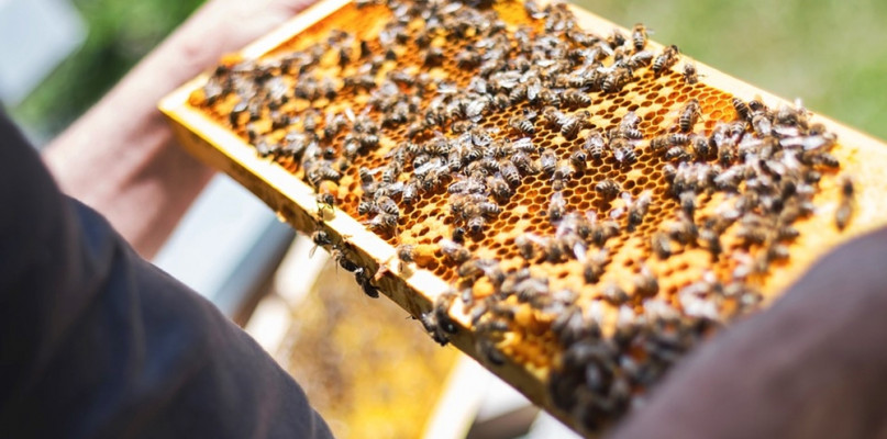 O pszczelarstwie i bartnictwie na Poświętnem [Zaproszenie na konferencję]