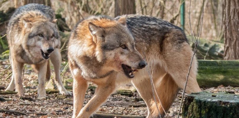 Raciąskie koło łowieckie ostrzega: wilki w lasach niedaleko miasta
