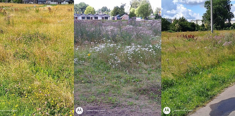 Jeden z naszych Czytelników nie akceptuje takiego widoku. Ratusz zaznacza, że to celowe działania