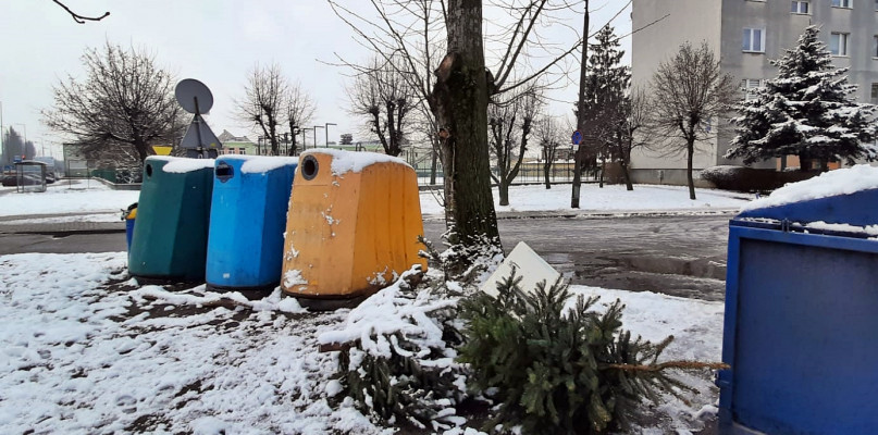 Od 18 stycznia rusza miejska akcja zbiórki choinek z terenu Płońska - zamiast skończyć na śmietniku mogą one wrócić do nas w postaci ciepła w kaloryferach - zachęca do udziału w poświątecznym przedsięwzięciu ratusz [Foto: ŁW]