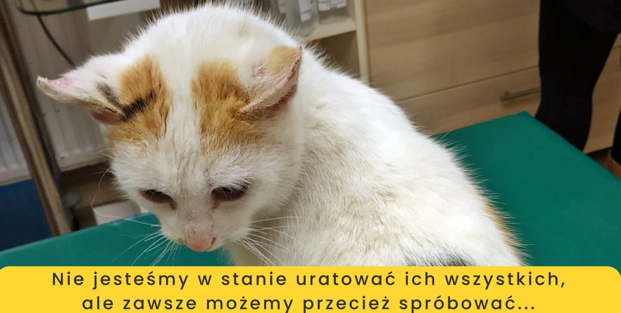 Ostatnia kotka, na którą już w marcu nie było pieniędzy [fot.: Kocie Wolontariuszki]