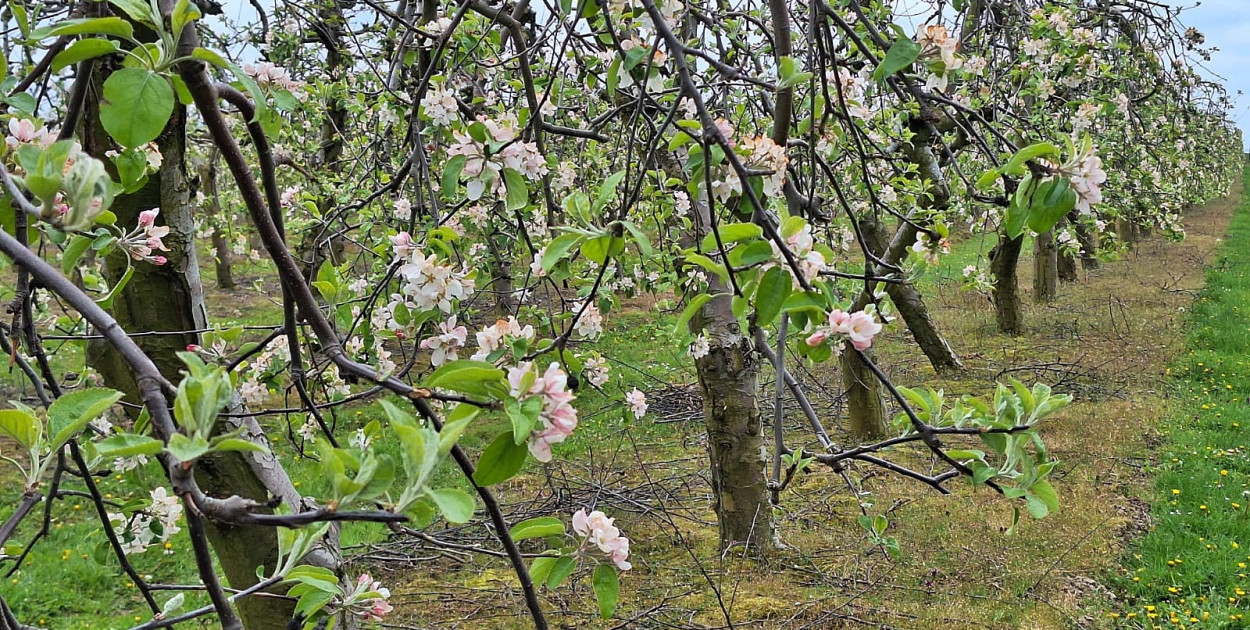 Plantatorzy owoców miękkich i sadownicy boją się o tegoroczne zbiory
