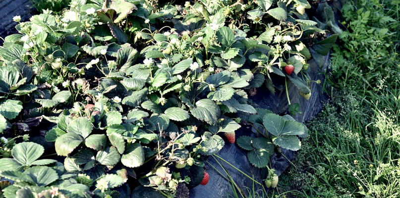 Dojrzewające truskawki w Goławinie [Foto: z 18 września/Redakcja]
