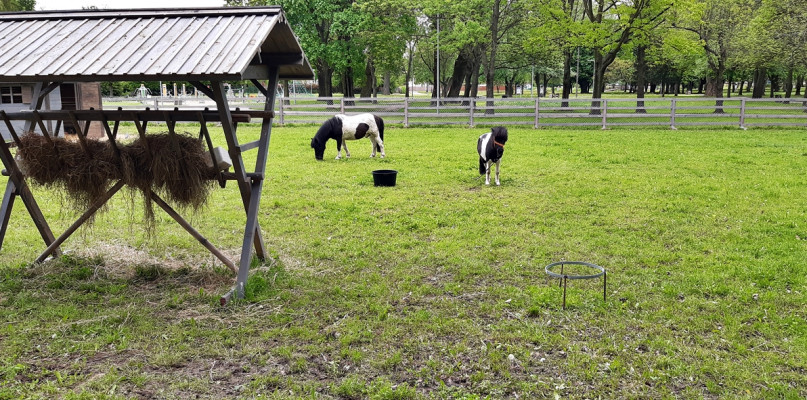 W maju w płońskim mini zoo w parku przy Kopernika pojawiły się m.in. dwa kucyki. Ich obecnością zainteresowali się radni [Foto: Redakcja] 