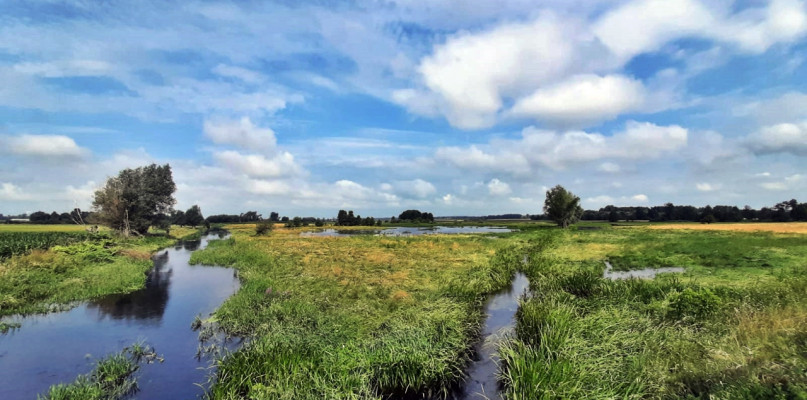 Tak wyglądają łąki zalane przez rzekę na terenie gminy Raciąż [Foto: Łukasz Wielechowski]