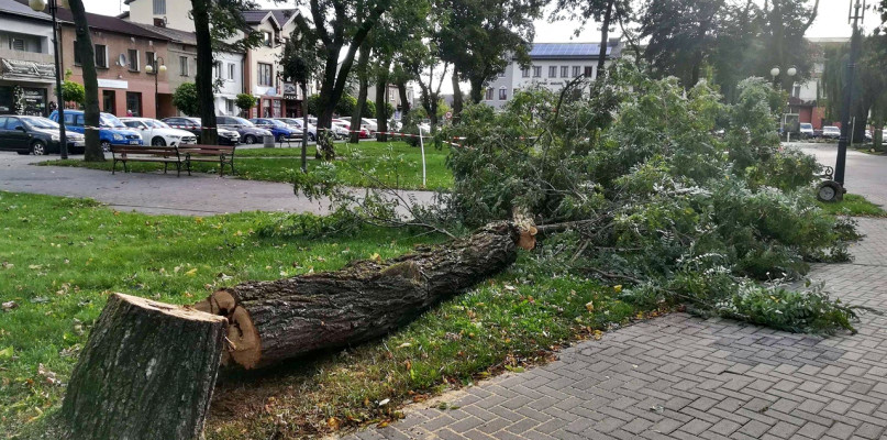Trwa wycinka starych drzew w małym parku miejskim w Raciążu [Foto: zbiory urzędowe]