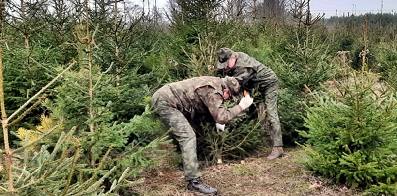 Nasi leśnicy zapraszają po bożonarodzeniowe drzewko do pobliskiej Kępy [Fot. REDAKCJA/ARCHIWUM]