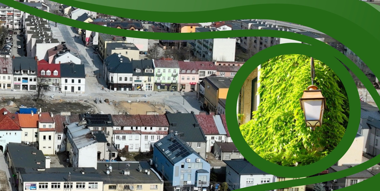 Zielone fasady i fronty z pnączy w centrum naszego miasta