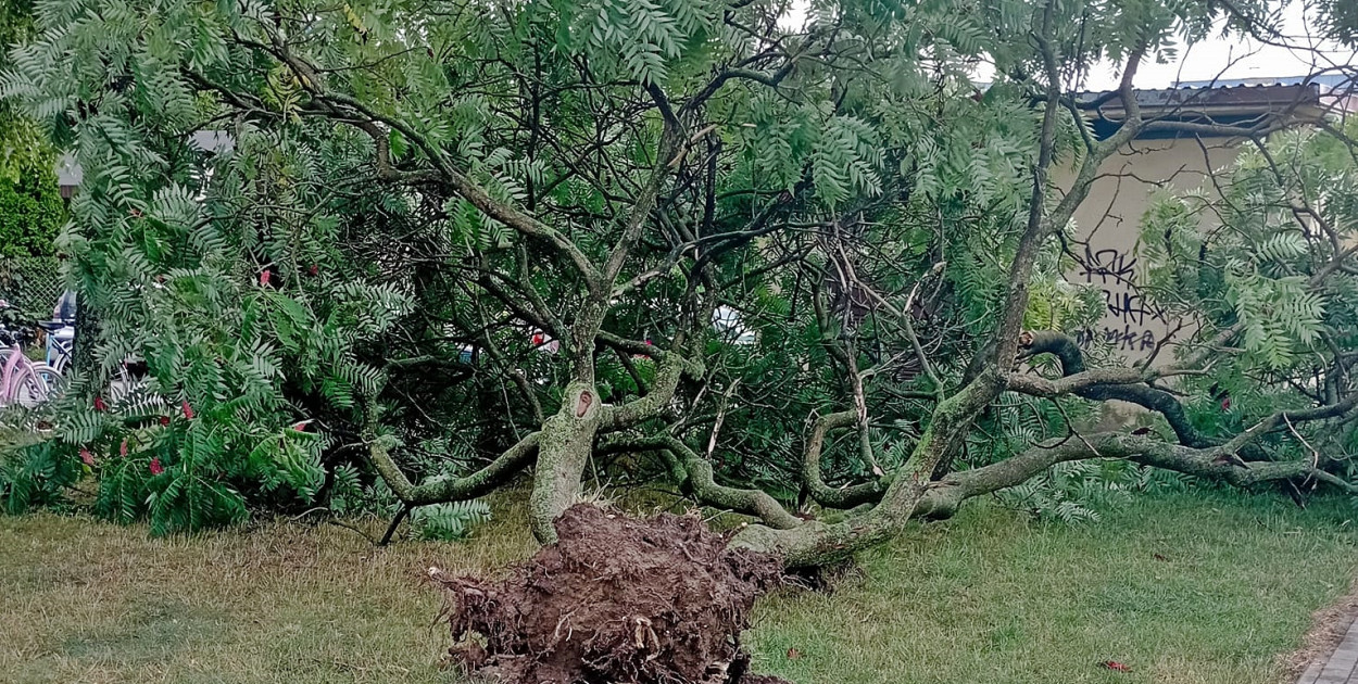 Skutki nocnej burzy - Płońsk, ulica Północna/fot.: zbiory prywatne 