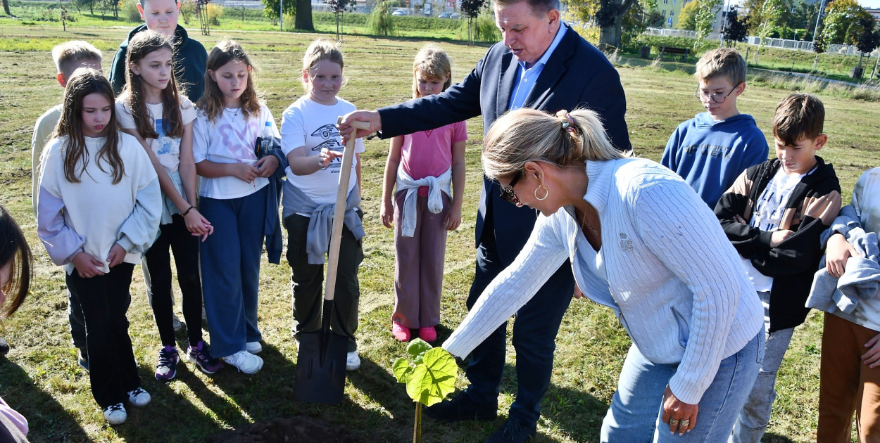 Paulownie posadzone w Parku 120-lecia Banku Spółdzielczego w Płońsku