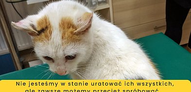 Płońscy wolontariusze: Nowe życie dla kotek i kociaków-16988
